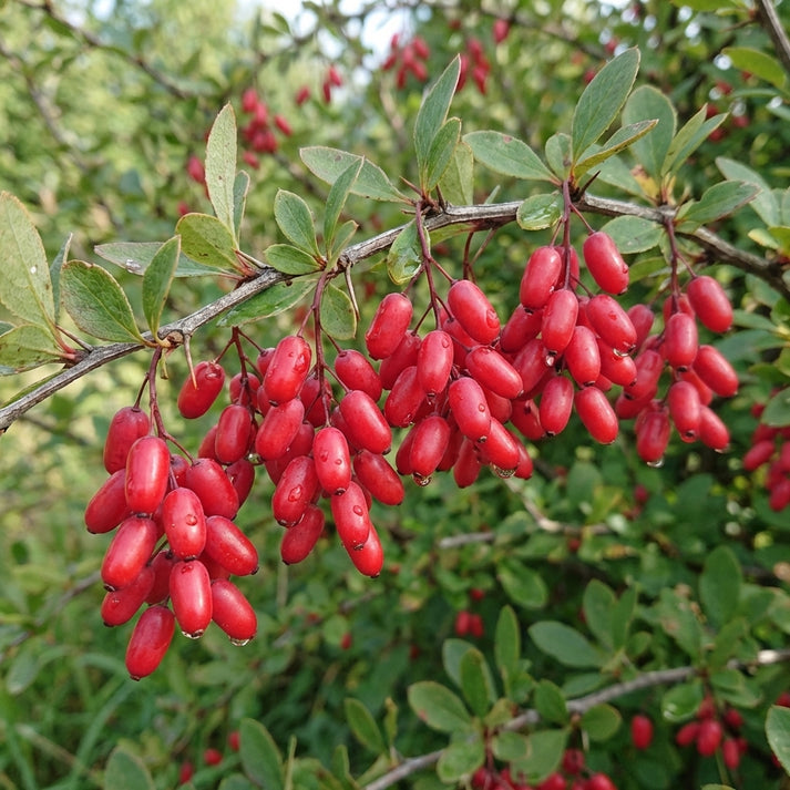 Berberina